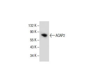 ACAP2 Antibody (F-8) - Western Blotting - Image 154593 