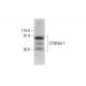 CTNNAL1 Antibody (A-4) - Western Blotting - Image 290841 