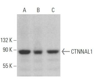 CTNNAL1 Antibody (A-4) - Western Blotting - Image 379262 