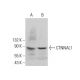 CTNNAL1 Antibody (A-4) - Western Blotting - Image 384753