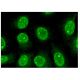 CTNNBL1 Antibody (A-11) - Immunofluorescence - Image 302512 