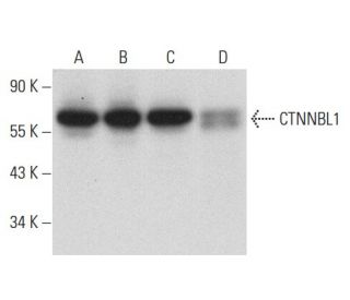 CTNNBL1 Antibody (A-11) - Western Blotting - Image 303775 