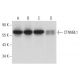CTNNBL1 Antibody (A-11) - Western Blotting - Image 303775 