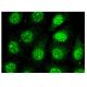 CTNNBL1 Antibody (D-2) - Immunofluorescence - Image 302509 