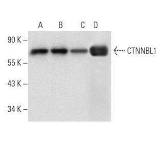 CTNNBL1 Antibody (D-2) - Western Blotting - Image 303774 