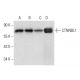CTNNBL1 Antibody (D-2) - Western Blotting - Image 303774 
