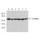 CTNNBL1 Antibody (D-2) - Western Blotting - Image 376400