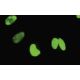 CTNNBL1 Antibody (S5) - Immunofluorescence - Image 35443