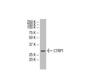 CTRP1 Antibody (2E7) - Western Blotting - Image 33594