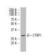CTRP1 Antibody (2E7) - Western Blotting - Image 33594