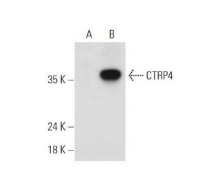 CTRP4 Antibody (C-4) - Western Blotting - Image 326487
