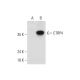 CTRP4 Antibody (C-4) - Western Blotting - Image 326487