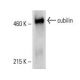 cubilin Antibody (A-4) - Western Blotting - Image 394773 