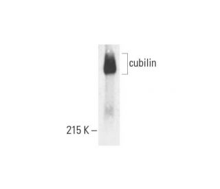 cubilin Antibody (H-3) - Western Blotting - Image 391880 