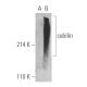 cubilin Antibody (H-3) - Western Blotting - Image 394940