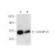 CUG-BP1/2 Antibody (B-1) - Western Blotting - Image 301270 
