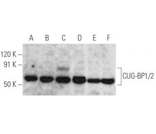 CUG-BP1/2 Antibody (B-1) - Western Blotting - Image 354749 