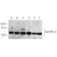 CUG-BP1/2 Antibody (B-1) - Western Blotting - Image 354749 