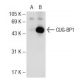 CUG-BP1/2 Antibody (E-10) - Western Blotting - Image 72727