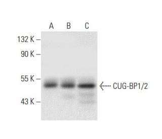 CUG-BP1/2 Antibody (E-10) - Western Blotting - Image 301269 