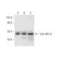 CUG-BP1/2 Antibody (E-10) - Western Blotting - Image 301269 