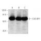 CUG-BP1 Antibody (1.T.9) - Western Blotting - Image 354748 
