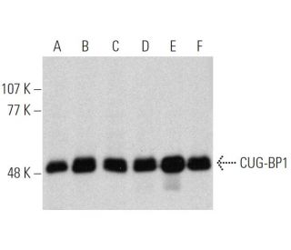 CUG-BP1 Antibody (3B1) - Western Blotting - Image 364942 