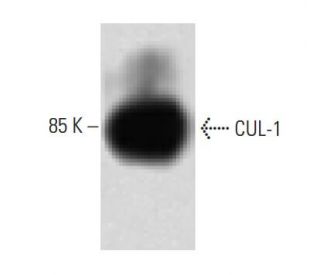 CUL-1 Antibody (19) - Western Blotting - Image 60273