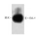 CUL-1 Antibody (19) - Western Blotting - Image 60273