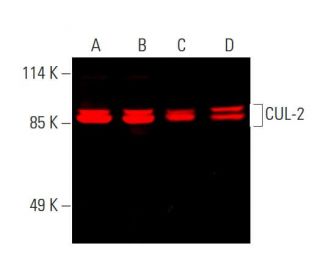CUL-2 Antibody (C-4) - Western Blotting - Image 387313 