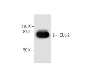 CUL-2 Antibody (C-4) - Western Blotting - Image 295847