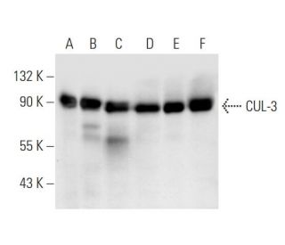 CUL-3 Antibody (C-3) - Western Blotting - Image 68617 