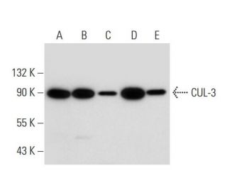 CUL-3 Antibody (G-8) - Western Blotting - Image 294441 