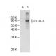 CUL-3 Antibody (H-1) - Western Blotting - Image 72490