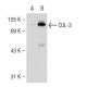 CUL-3 Antibody (H-1) - Western Blotting - Image 109062 