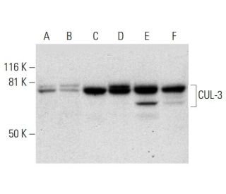 CUL-3 Antibody (H-1) - Western Blotting - Image 295927 