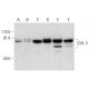 CUL-3 Antibody (H-1) - Western Blotting - Image 295927 