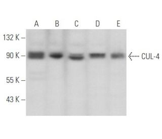 CUL-4 Antibody (H-11) - Western Blotting - Image 356696
