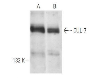 CUL-7 Antibody (AB13) - Western Blotting - Image 14329 