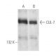 CUL-7 Antibody (AB13) - Western Blotting - Image 14329 