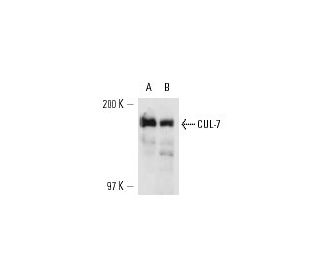 CUL-7 Antibody (AB38) - Western Blotting - Image 14326 