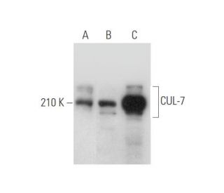 CUL-7 Antibody (H-8) - Western Blotting - Image 333651 