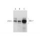 CUL-7 Antibody (H-8) - Western Blotting - Image 333651 