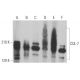 CUL-7 Antibody (H-8) - Western Blotting - Image 370020 