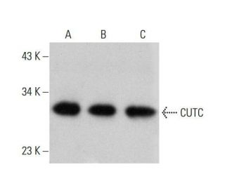 CUTC Antibody (E-1) - Western Blotting - Image 348610 