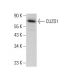 CUZD1 Antibody (E-10) - Western Blotting - Image 378118 