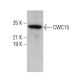 CWC15 Antibody (H-1) - Western Blotting - Image 375606 