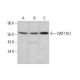 CWF19L1 Antibody (F-3) - Western Blotting - Image 348613 