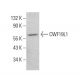 CWF19L1 Antibody (F-3) - Western Blotting - Image 380011
