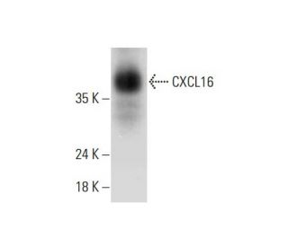 CXCL16 Antibody (C-5) - Western Blotting - Image 325247 
